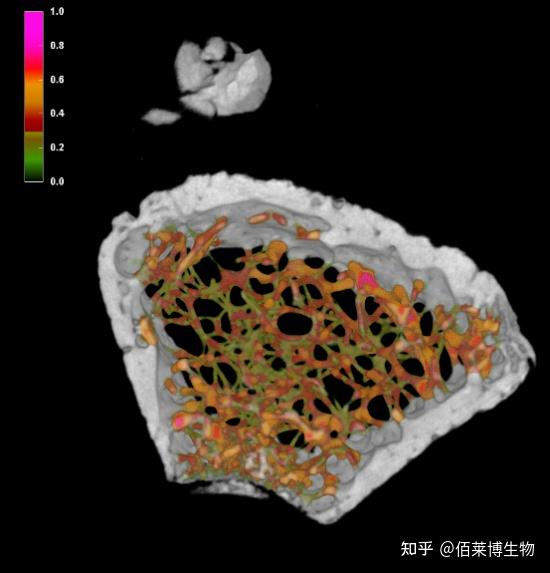 一文读懂显微CT（MicroCT）实验 - 知乎