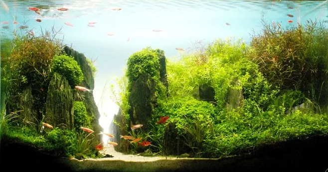 爬宠缸造景材料 v2-a7e0670f890b011d63172ec1eee0940e_1440w.jpg?source=172ae18b