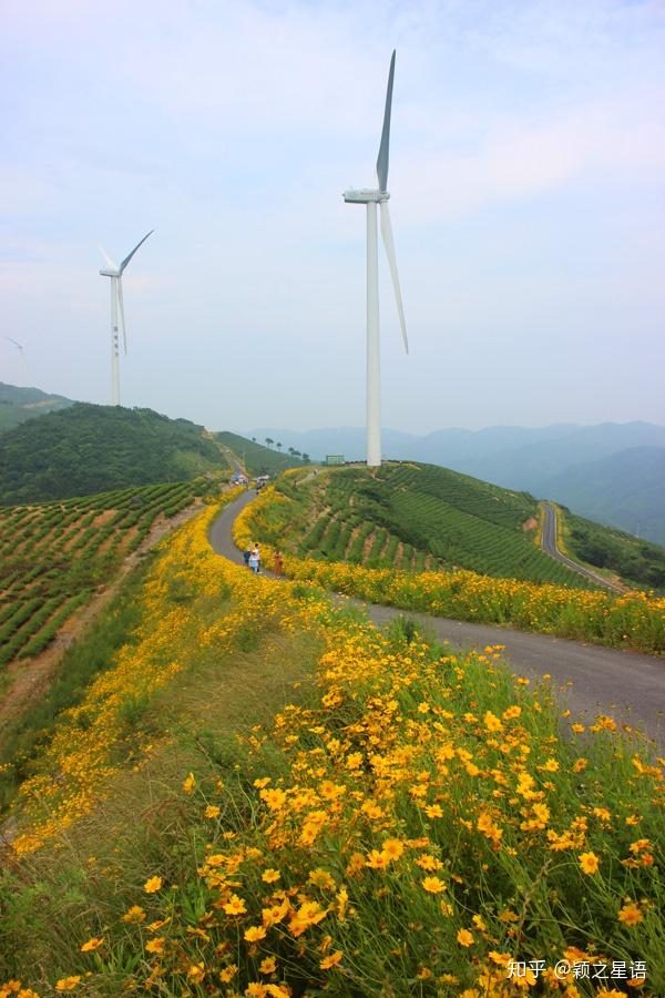 鄞州最美风车公路图片