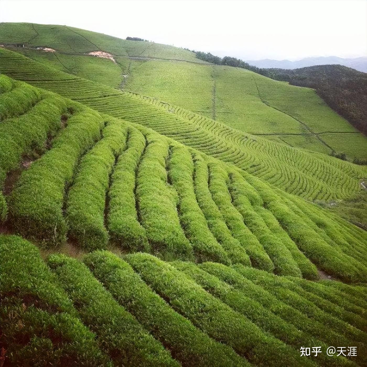 茶生活-红茶-绿茶-白茶-乌龙茶合集 - 知乎