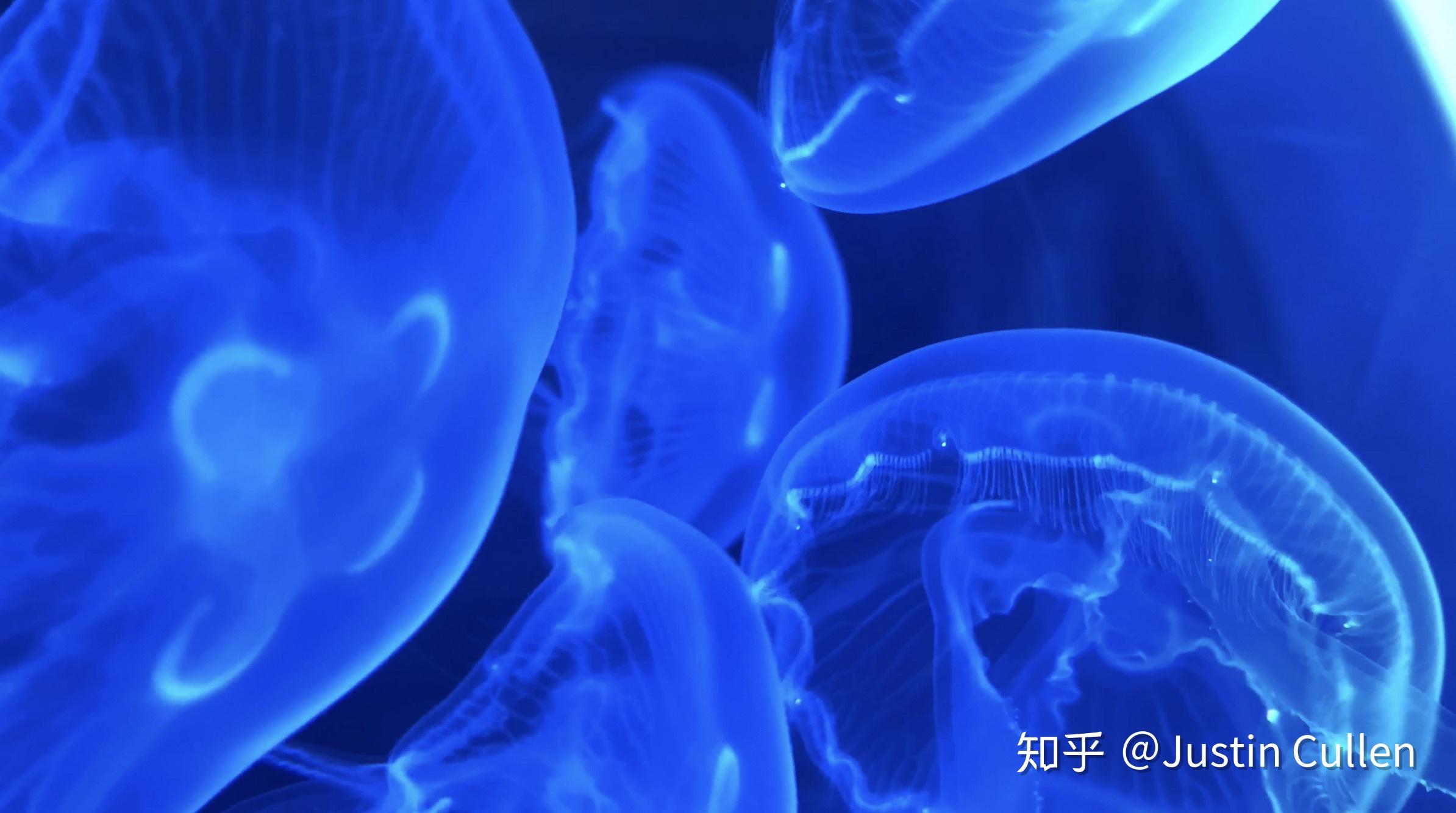 Free Images : underwater, jellyfish, blue, coral, invertebrate ...