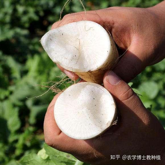 萝卜糠心严重影响品质找对糠心原因积极预防很重要