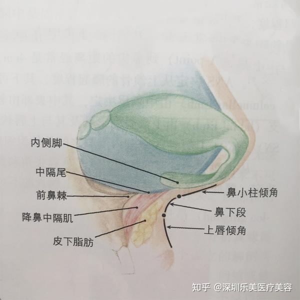 深圳乐美向宏伟谈鼻底 知乎