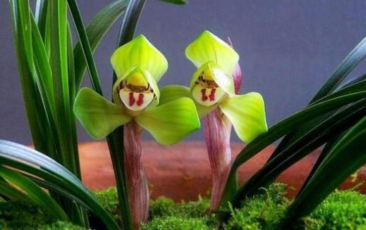 现在兰花几十块一株为啥之前兰花四五十万一株甚至有的上千万