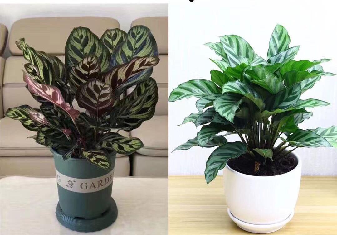 养不死的绿植适合上班族