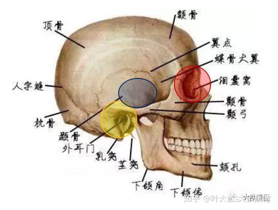 额颞部区域图片图片