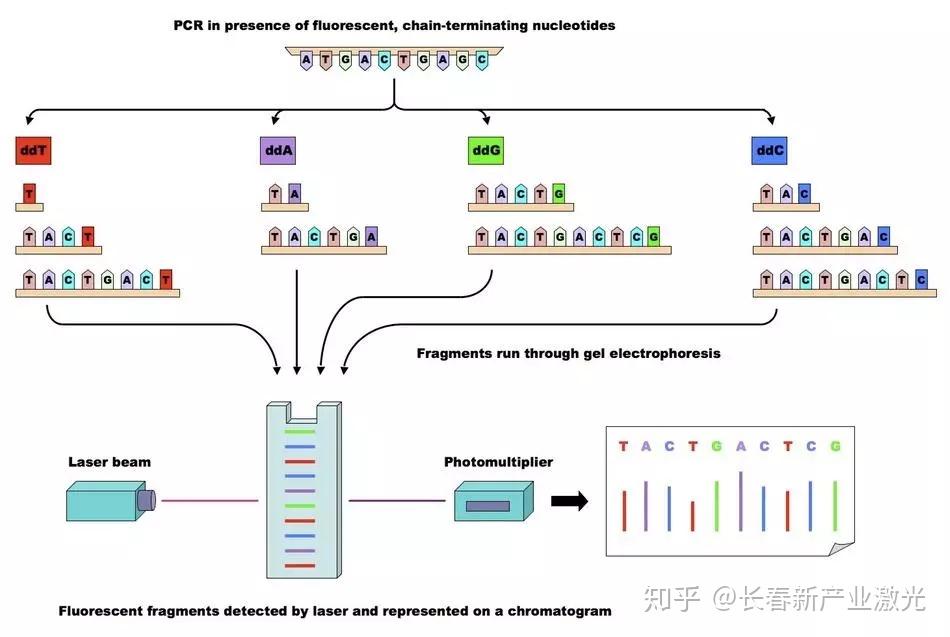 专题基因测序窥探生命的密码