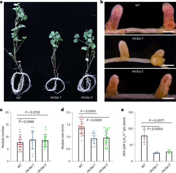 Nature Plants | 中科院微生物所研究揭示豆科植物固氮根瘤菌内共生的分子机制! - 知乎
