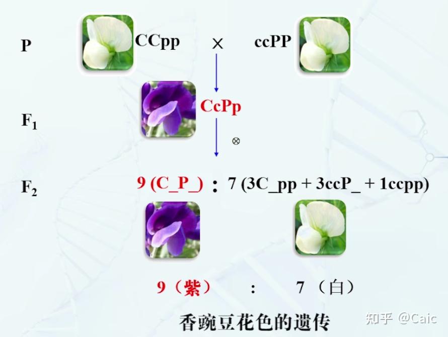 不完全显性图片