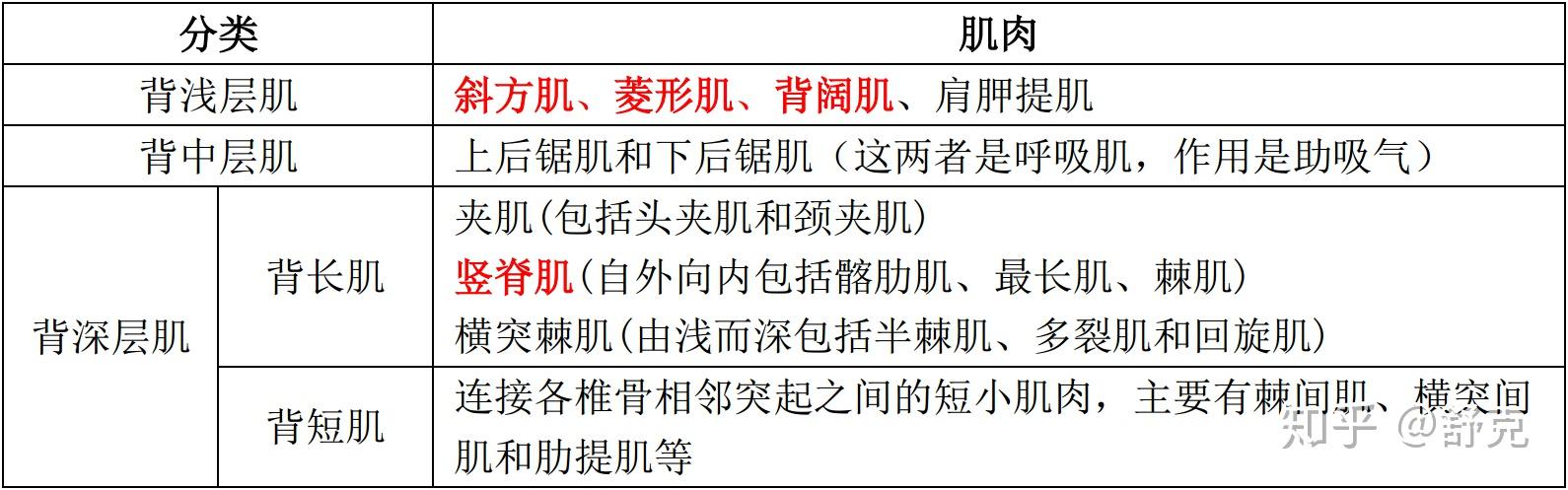 第一部分 背部肌肉与功能