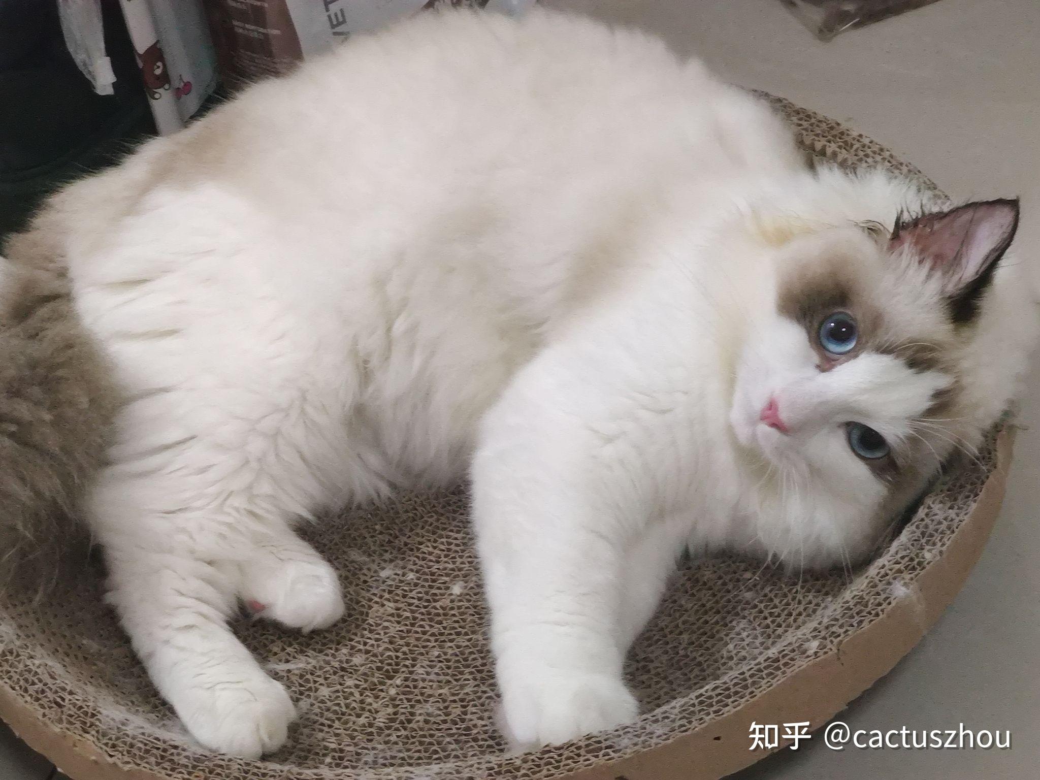 有没有品相不怎么好但很可爱的布偶猫?