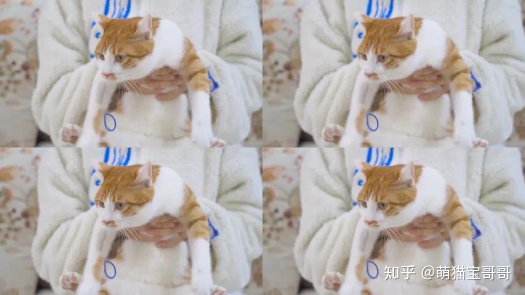 桔子只爱跳舞喜欢用两只脚走路有一只猫咪,它叫桔子赶紧点击查看!