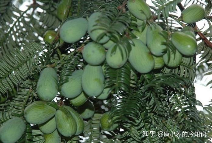 起源于侏罗纪，被称为“活化石”的榧子可药食两用！ - 知乎