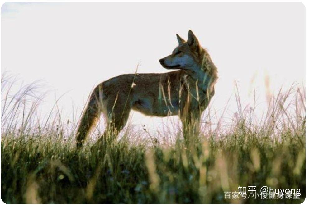 电影《与狼共舞》经典鉴赏, 尽情挥洒英雄本色 - 知乎