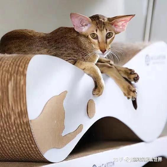 猫咪品种大盘点4东方短毛猫