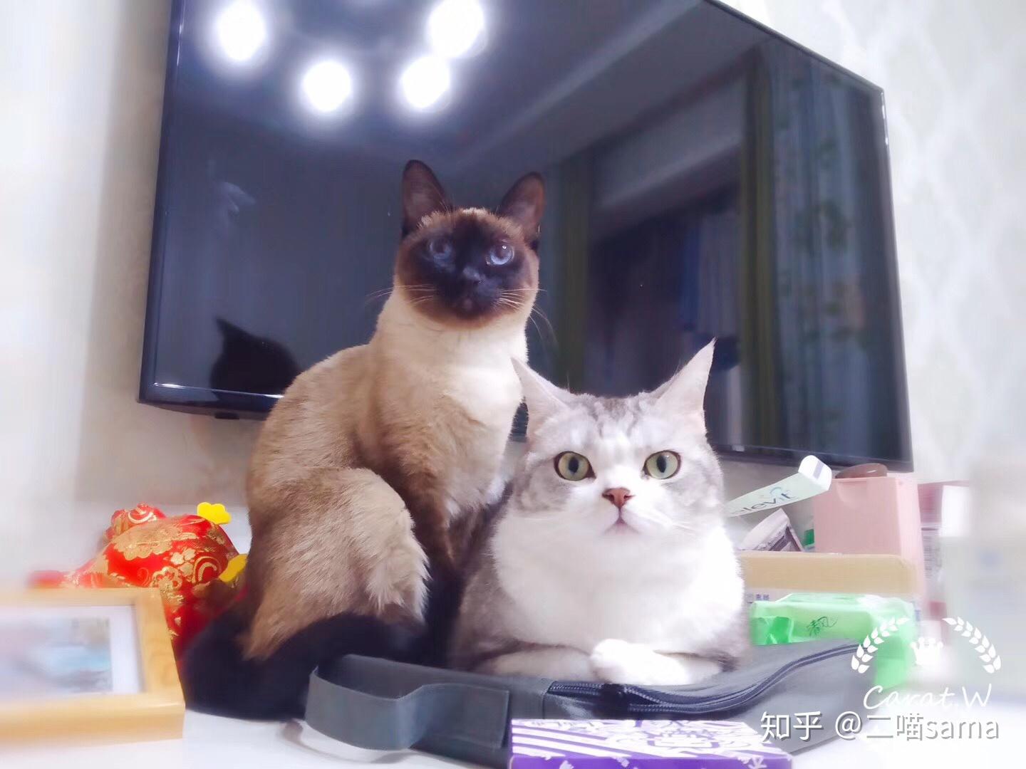 猫的特点和爱好是什么 v2-a81b40e2d1371ceb42164cce54c8db5d_r.jpg