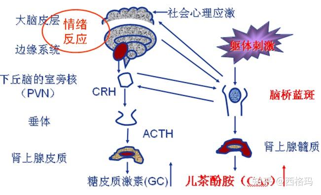 病理生理学6-应激 - 知乎
