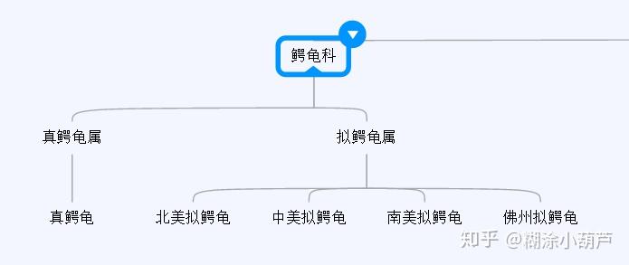 乌龟思维导图图片