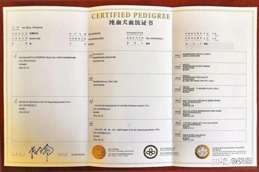 汪指南什么是血统狗