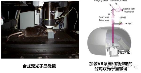 微型化双光子显微镜-自由行为动物的活体成像 - 知乎