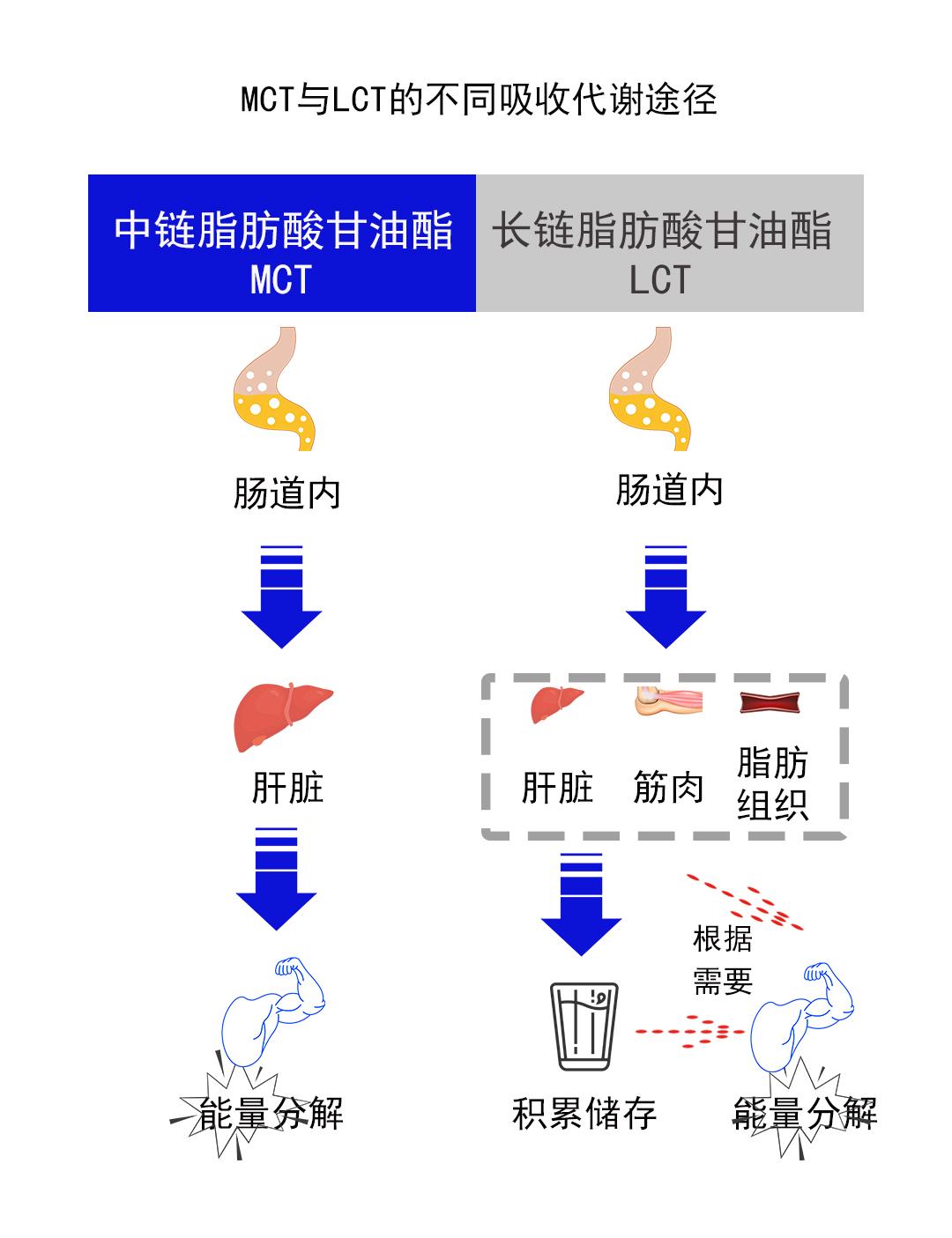 比起「长链」脂肪酸,mct 的分子结构非常小.