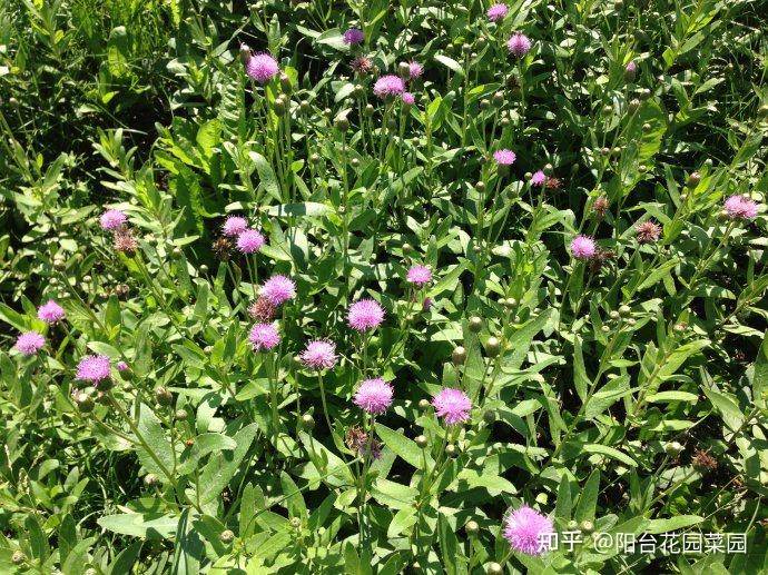 9种常见的野菜,比青菜还好吃,解腻又养人,看见别错过-几种常见野菜图片