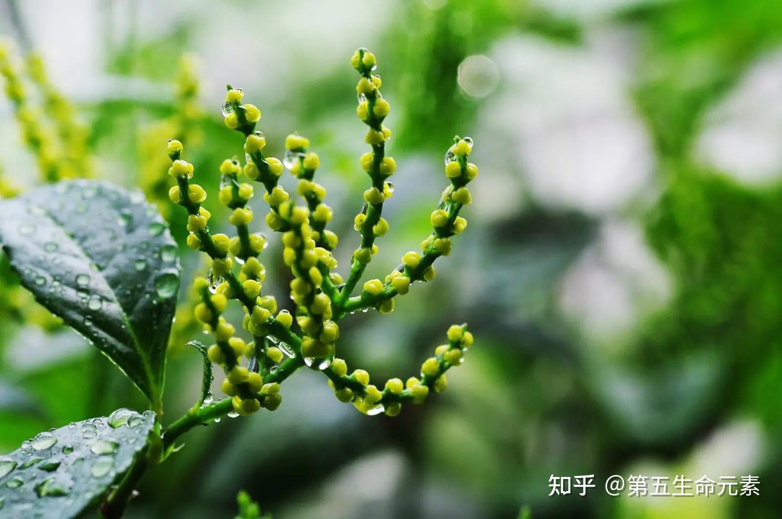 芳香植物——珠兰 - 知乎