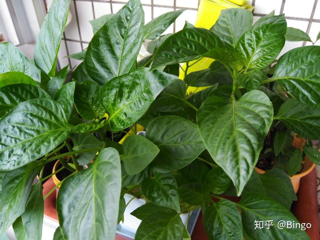 桌面森林甜椒盆栽