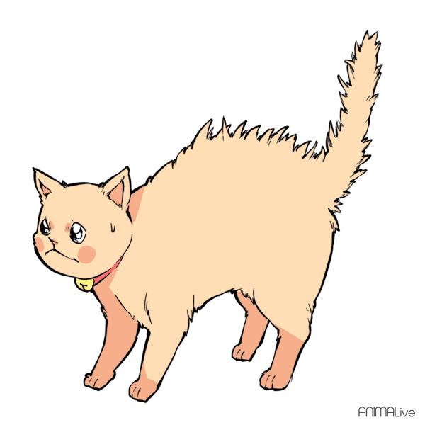 猫咪摇尾巴代表什么意思看懂5个动作就能了解它们的心情