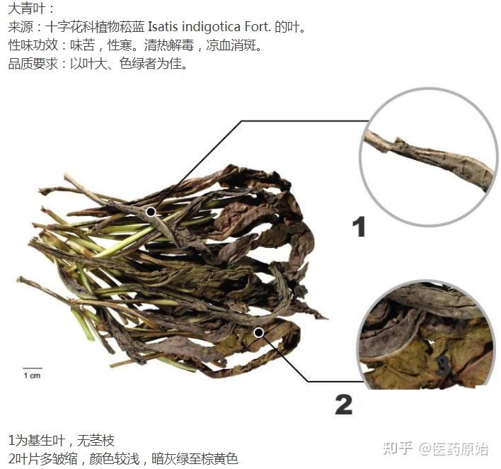 大青叶说明书图片