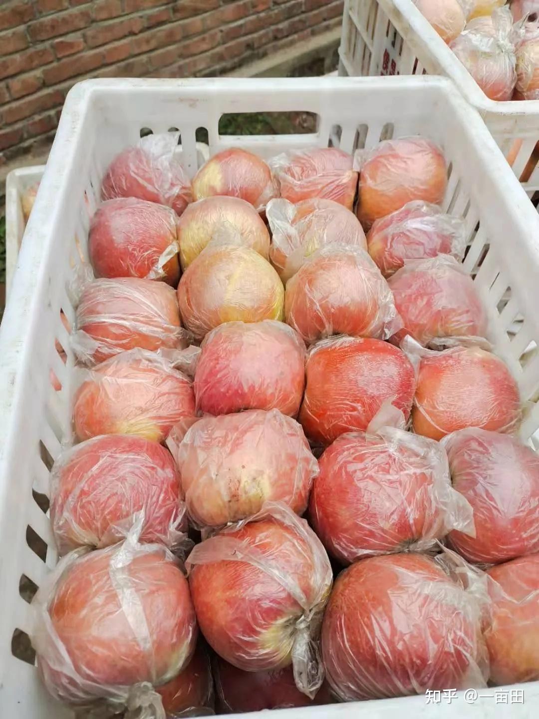 安徽砀山苹果代办0经验入驻一亩田这样做一单成交150万斤