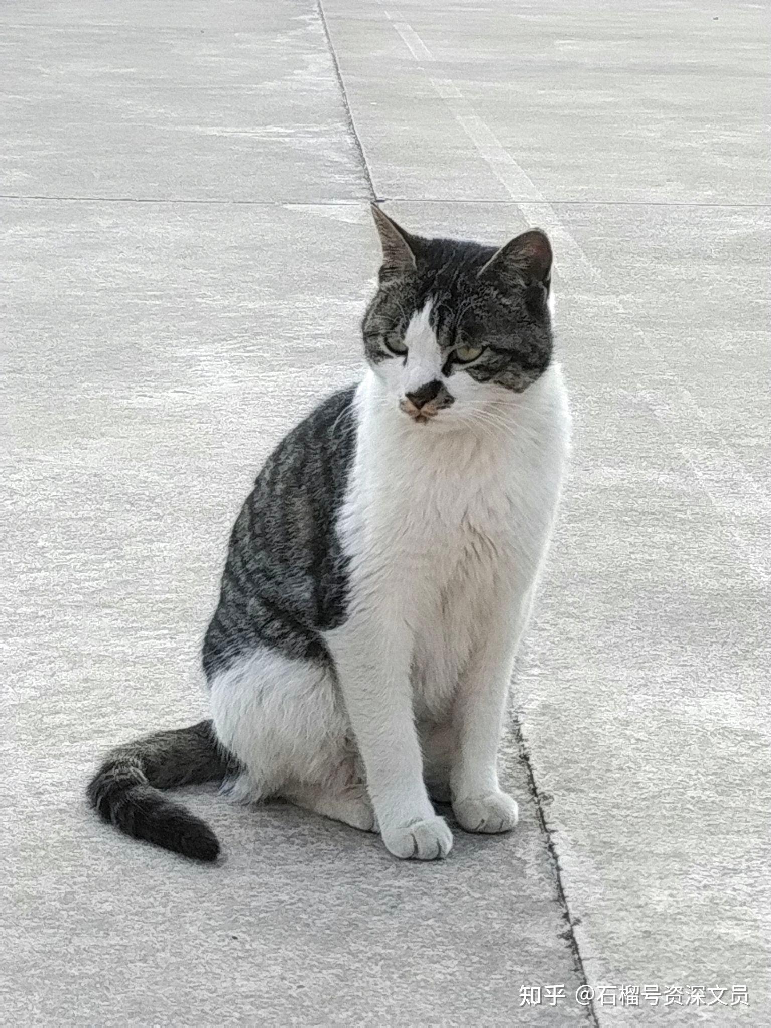 山外环境 猫猫篇(= ̄ω ̄=) - 知乎