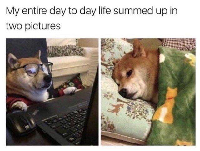 2020年美国86的程序员都很快乐你是其中之一么