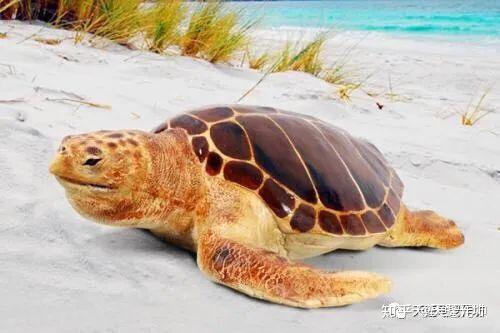 国龟图鉴|我国本土龟种全类别 - 知乎