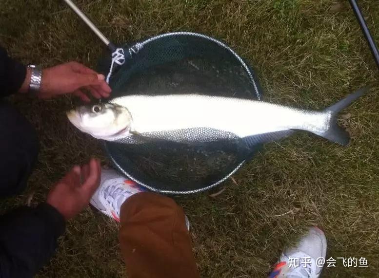 翹嘴在冬季也會咬鉤嗎野釣學會這一招讓魚口更兇猛