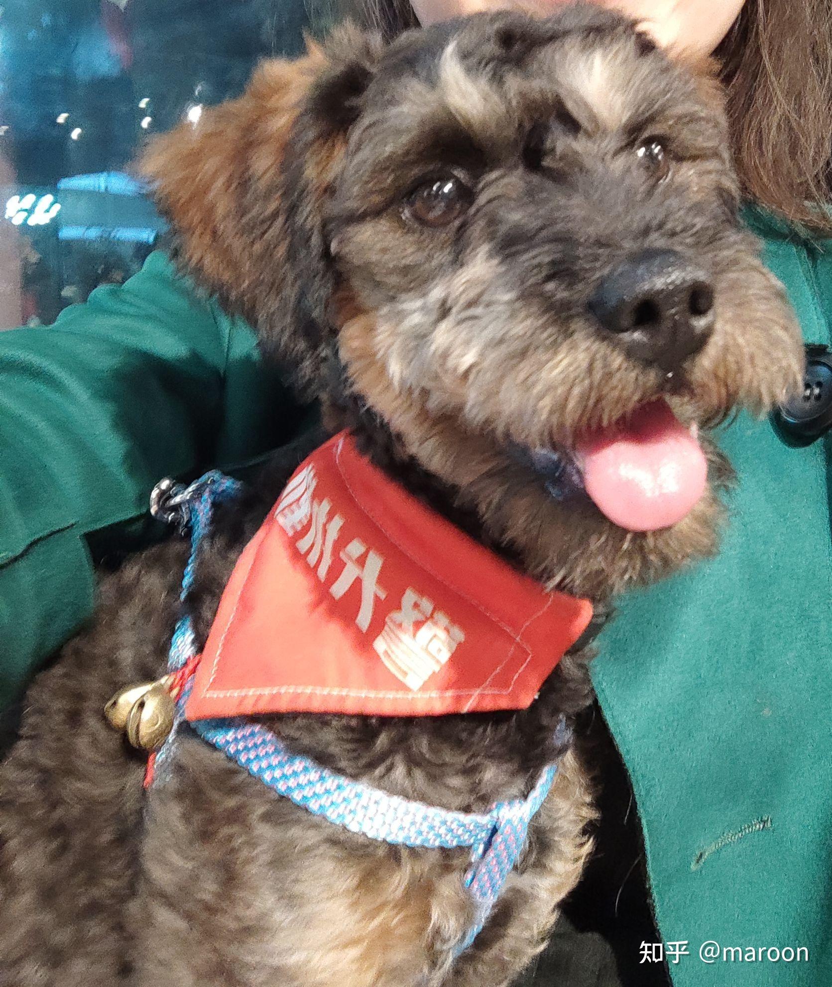 想要一只跟它一模一样的泰迪雪纳瑞串.哪位知友有的?