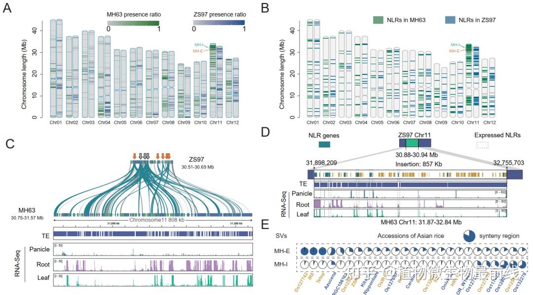 中国科学家在mol plant连发2篇高水平文章,发布水稻无缺口基因组图谱