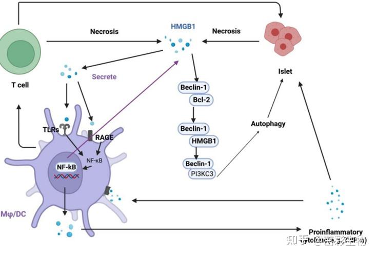 热门靶点hmgb1:炎症反应上游调控细胞因子