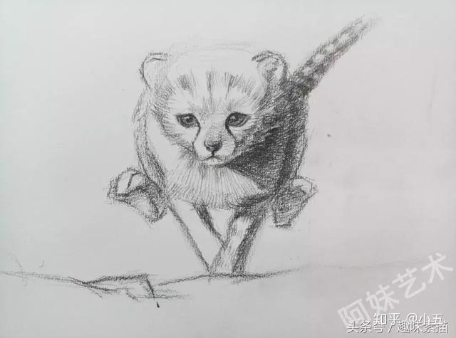 素描猎豹铅笔画图片