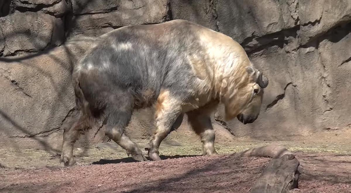 羚牛外号"六不像",体型粗壮