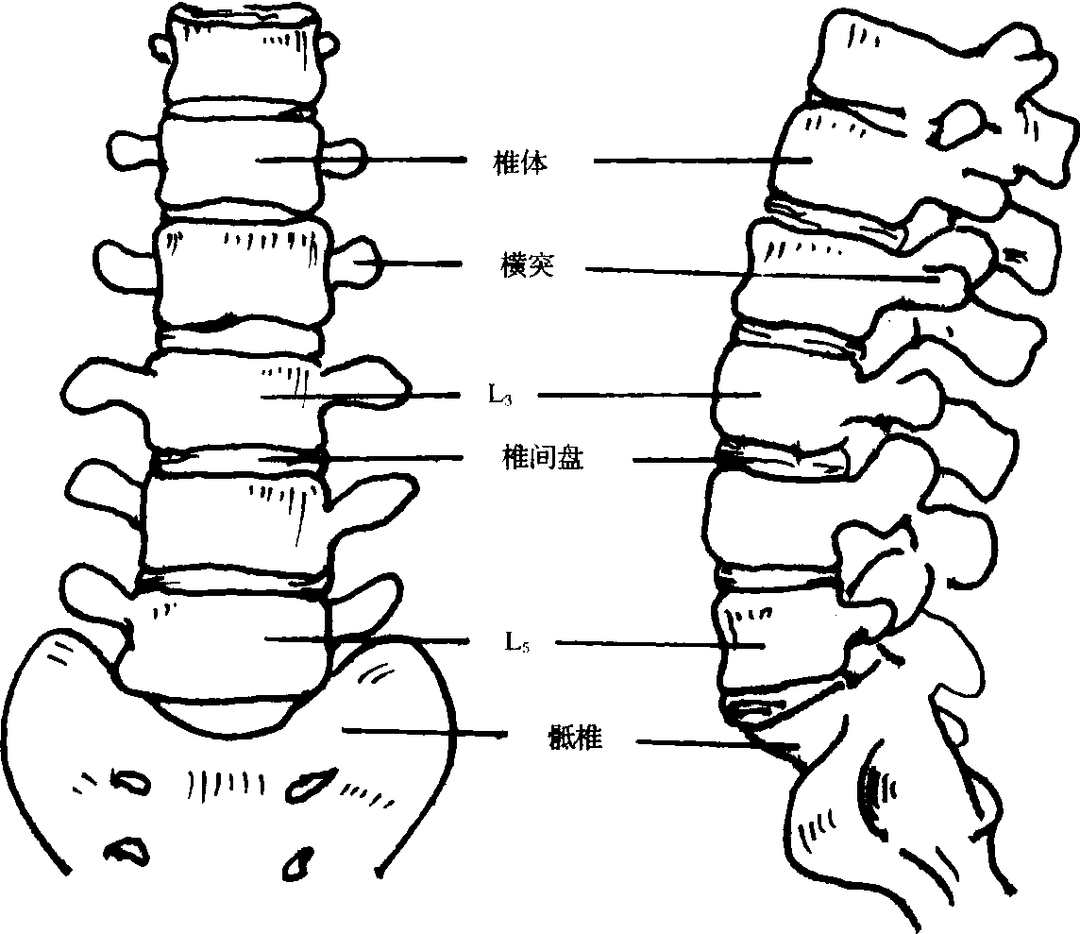 第五节 腰椎边缘软骨结节-外科学-医学