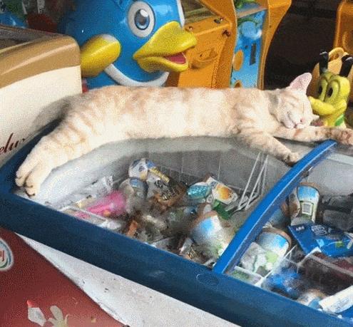 猫饿两天有事吗 (猫饿两天没事吧)