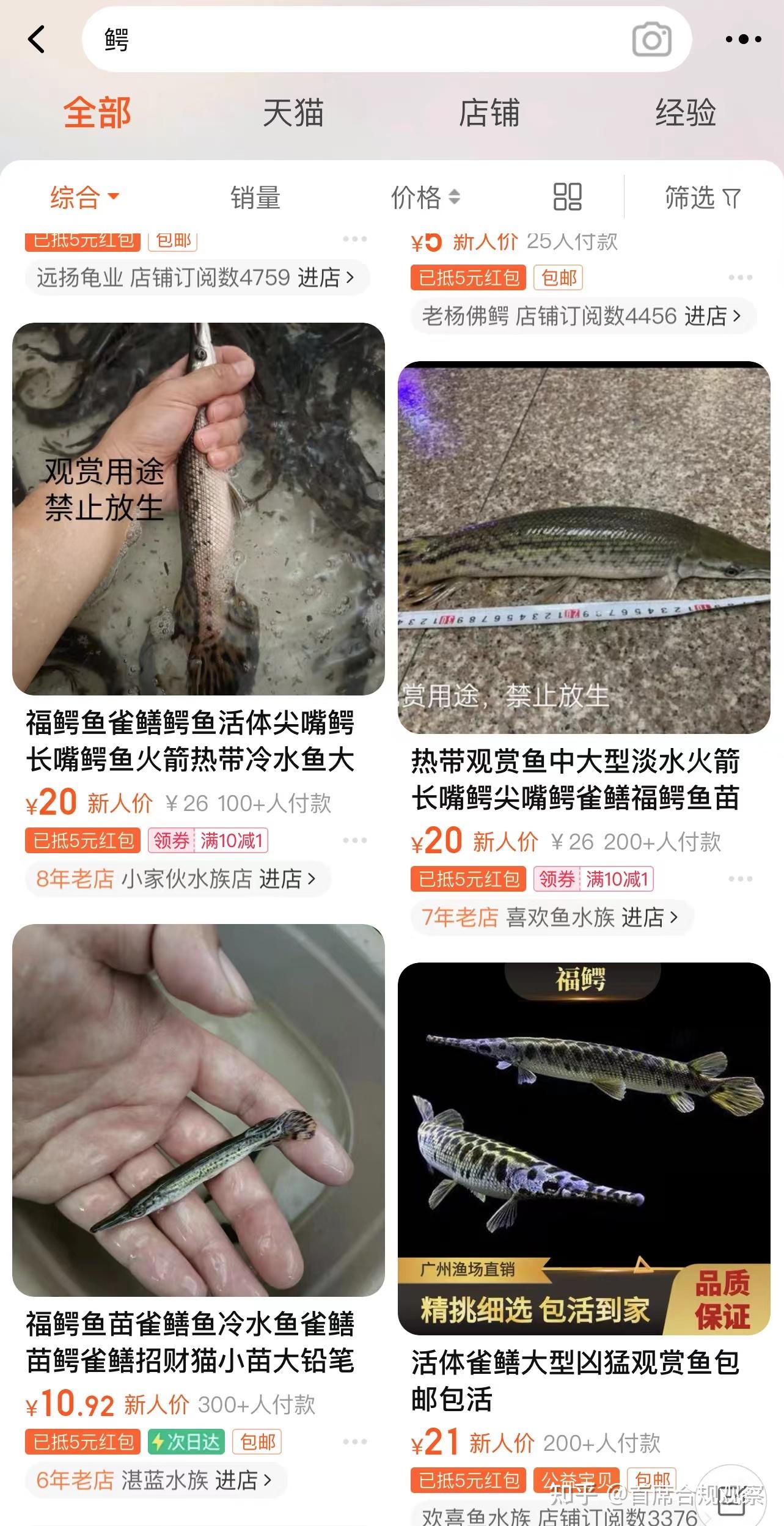 鳄雀鳝鱼苗图片