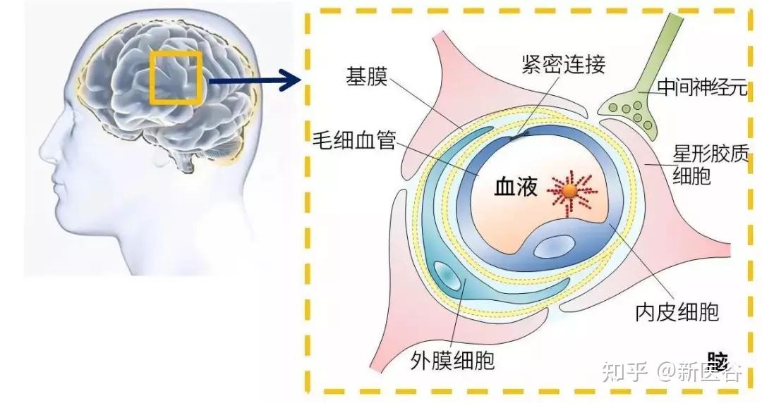 是位于毛细血管水平的一个屏障结构