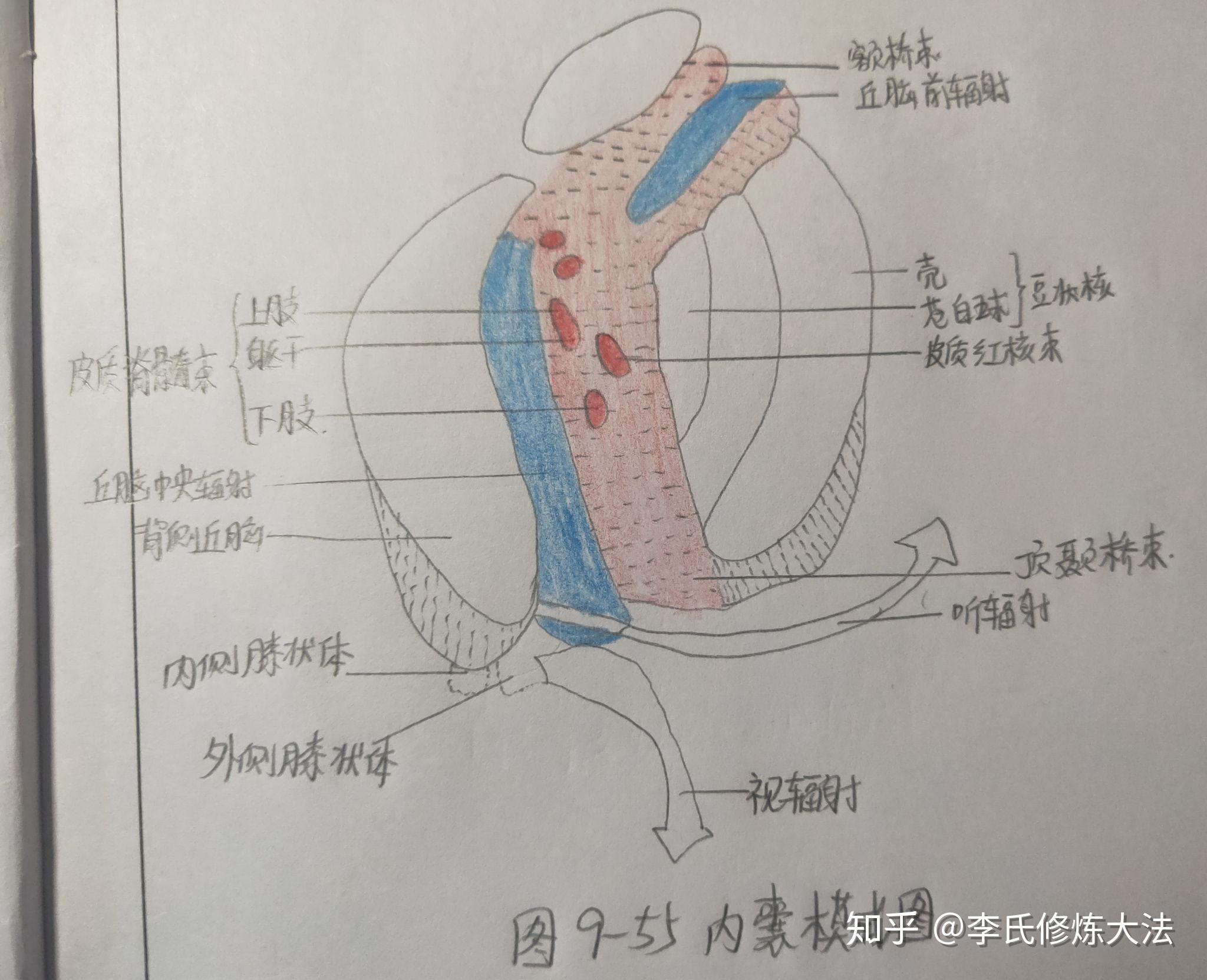 正常人体解剖画图