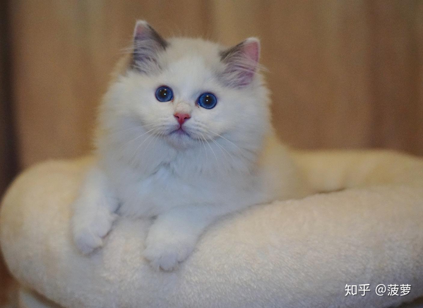 买了一只白耳海双布偶现在看我感觉白耳不影响颜值开脸也挺正的但是