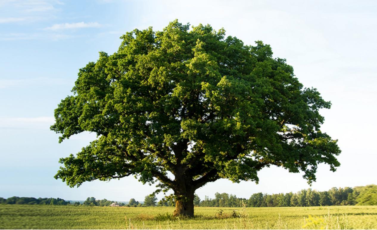 阿甘油又名摩洛哥坚果油,是从生长于非洲摩洛哥阿甘树上的坚果中榨取