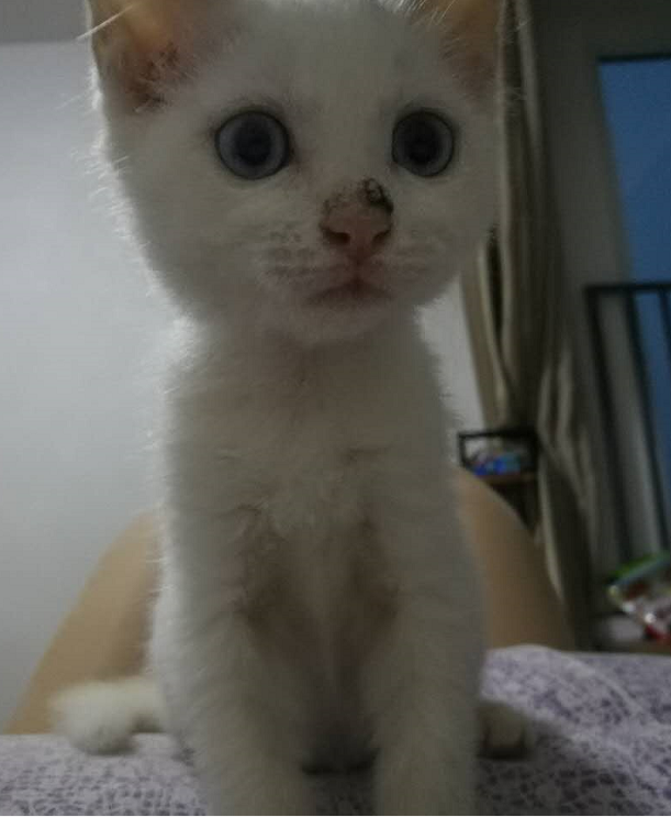 刚出生没多久的小奶猫怎么养?