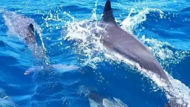 国内有没旅行社有去斐济的团?