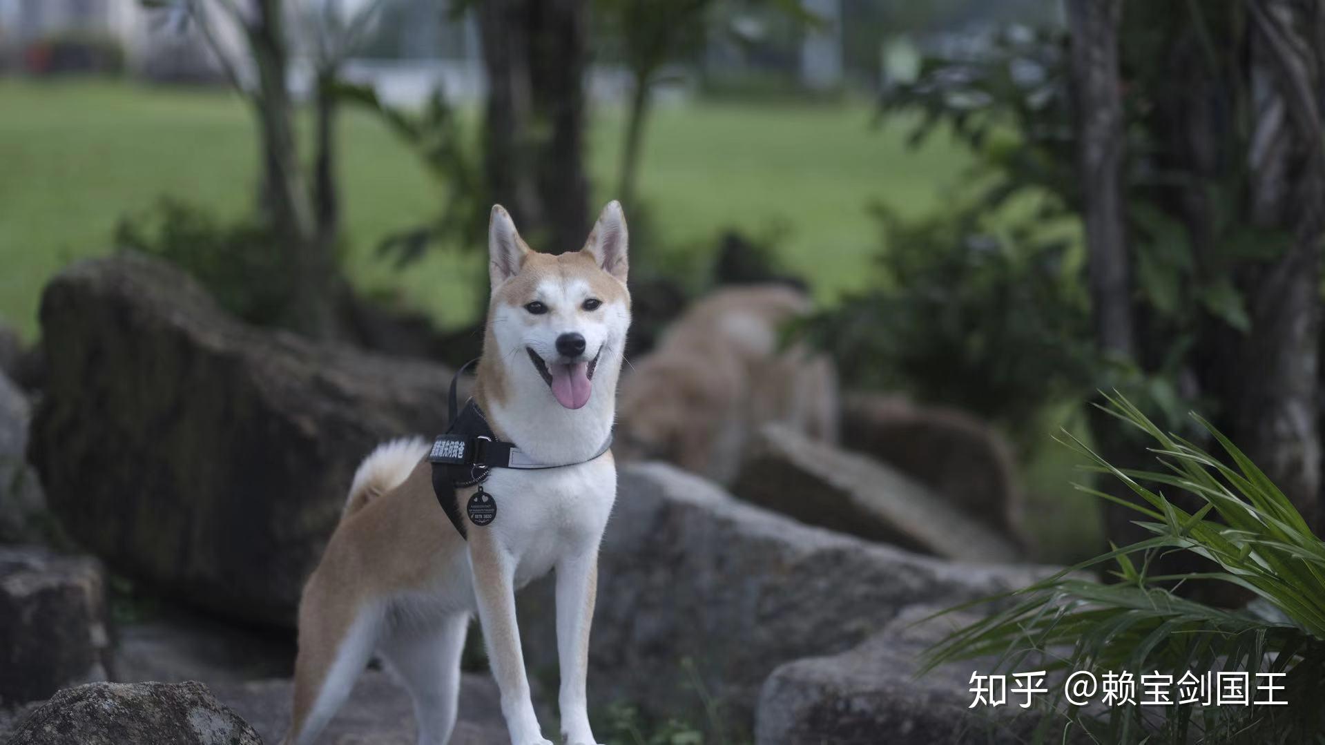 拉布拉多和柴犬该如何选择呢